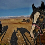 WanderreiterWeb.de - 11-Tagetrail - 431km km durch den Nordwesten der Sahara 